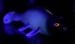 Quantum Freak Of Nature Swimbait Tench 23cm, 270g -Billig Gösjiggar Butik 22 3272005r 4