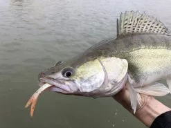 Quantum Pelagic Shad Set 21cm, 60g -Billig Gösjiggar Butik 22 3456008r 3