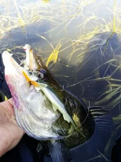 Quantum Pelagic Shad Set 21cm, 60g -Billig Gösjiggar Butik 22 3456008r 4