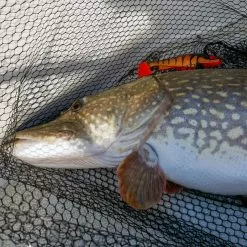 Daiwa PX Lazy Shad -Billig Gösjiggar Butik 32 217472r 4