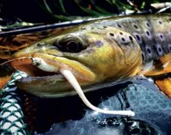 Libra Lures Dying Worm 7 Libra Lures Dying Worm -Billig Gösjiggar Butik DW70K15P 006r 4