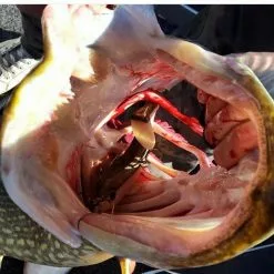 Eastfield Lures Eastfield Wingman (Made In Sweden) -Billig Gösjiggar Butik EFLCWINGMAN21r 4