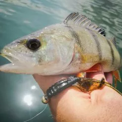 Perch Professor Fapping Craw 5,5cm (6-pack) -Billig Gösjiggar Butik FC556P Or 5