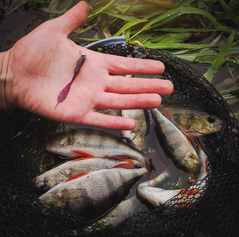 Perch Professor Leech 7cm (8-pack) 2 Perch Professor Leech 7cm (8-pack) - Bild 2