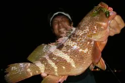 Megabass Rock Hog 7 Megabass Rock Hog -Billig Gösjiggar Butik MB 00000046364r 3