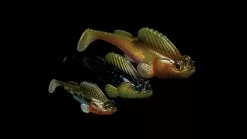 Megabass Dark Sleeper -Billig Gösjiggar Butik MB DS24 4513473452352r 4