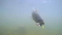 Megabass Dark Sleeper -Billig Gösjiggar Butik MB DS24 4513473452352r 5