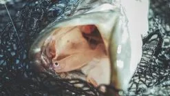 Megabass Hazedong Shad 3'', 7,6cm (8-pack) -Billig Gösjiggar Butik MB HD3 4513473331848r 3