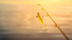 Megabass Hazedong Shad 3'', 7,6cm (8-pack) -Billig Gösjiggar Butik MB HD3 4513473331848r 5