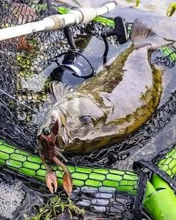 Nikko Craw 8,1cm (5-pack) -Billig Gösjiggar Butik NIKKO431r 4