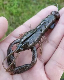 Nikko Craw 8,1cm (5-pack) -Billig Gösjiggar Butik NIKKO431r 7