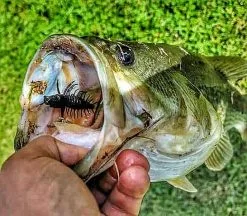 Nikko Zaza Hellgrammite 7,6cm (4-pack) -Billig Gösjiggar Butik NIKKO541r 4