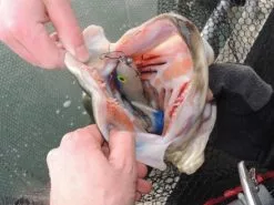 SvartZonker Big McRubber V2 - (2 Pack) -Billig Gösjiggar Butik bigmcrubberv2 2pr 13