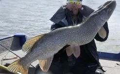 Gator Gum 22 Cm (1-Pack) -Billig Gösjiggar Butik gatorgumr 4